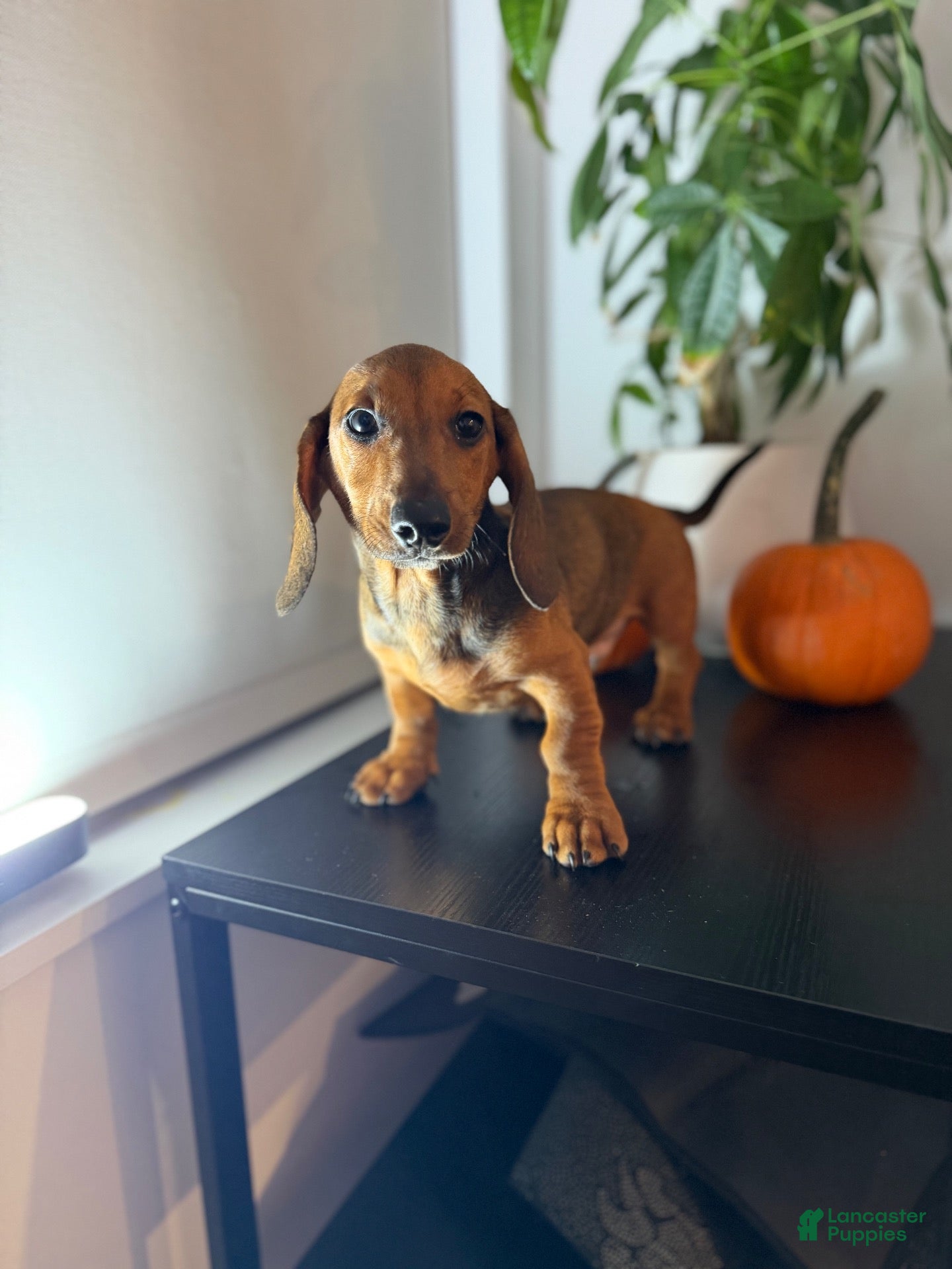 Baxter