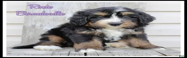 Roxie