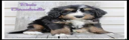 Bernedoodle dogs for sale: Roxie - Ad 1
