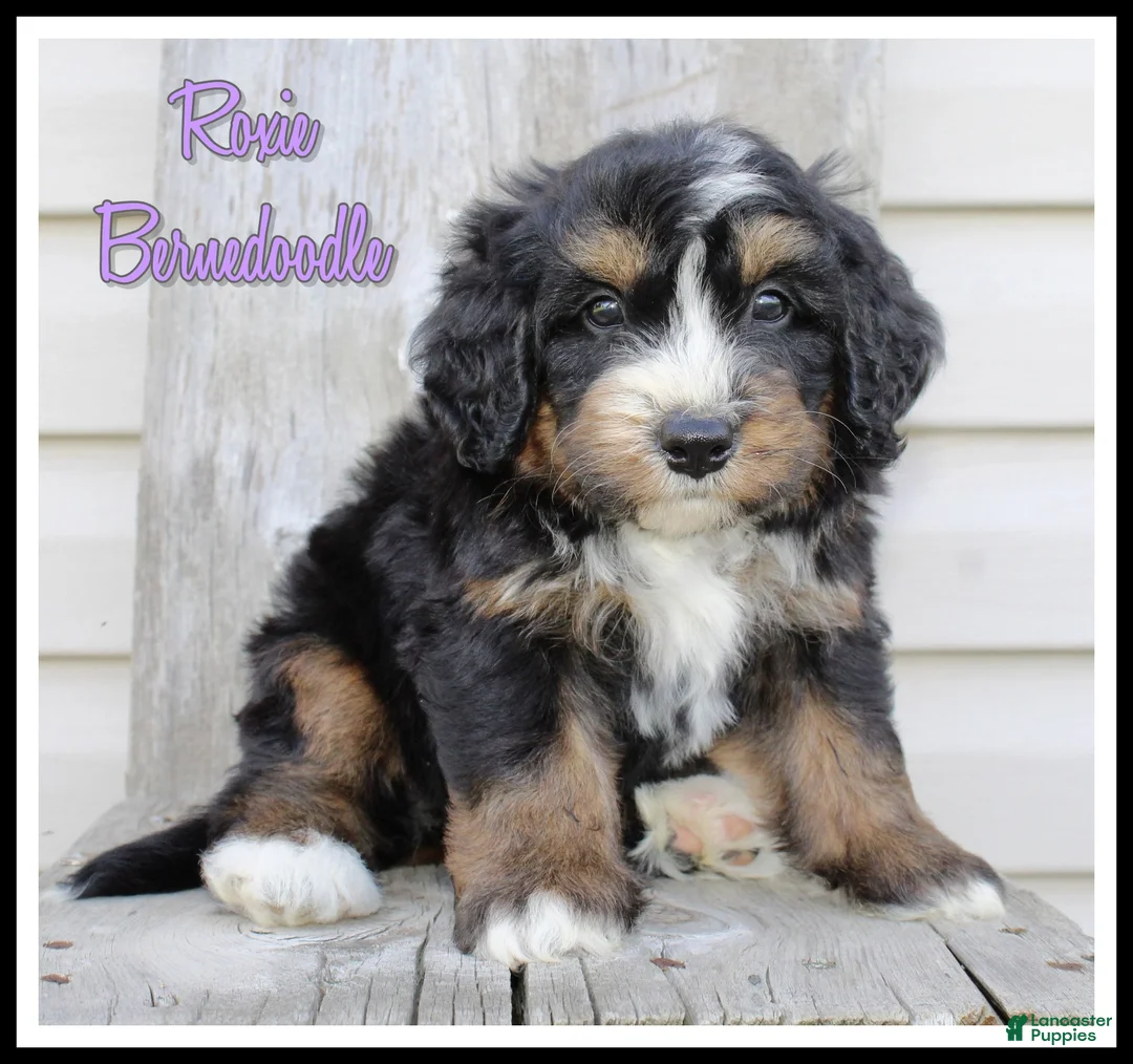Bernedoodle dogs for sale: Roxie - Ad 1