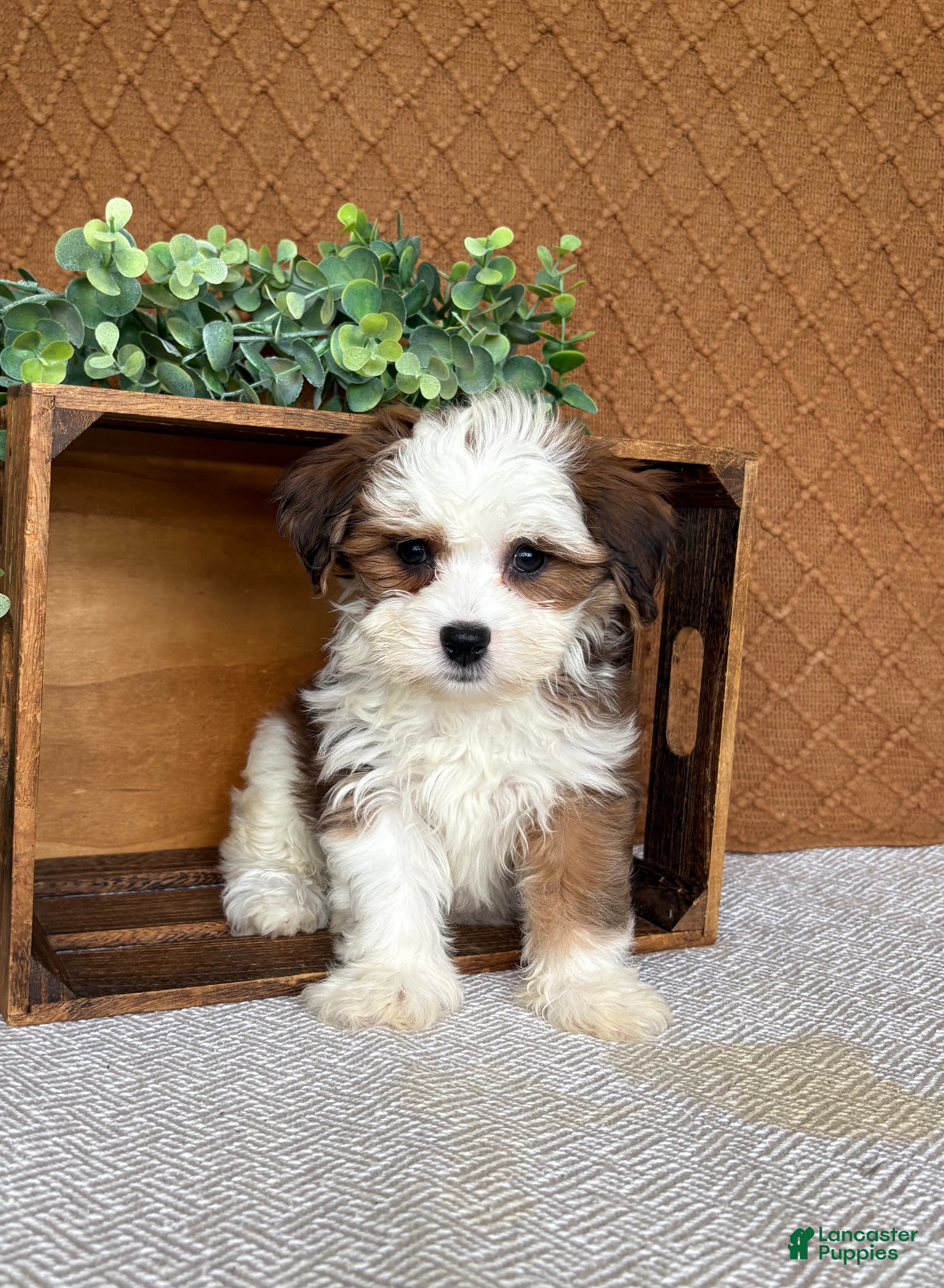 Havanese dogs Ashley  - Ad 2