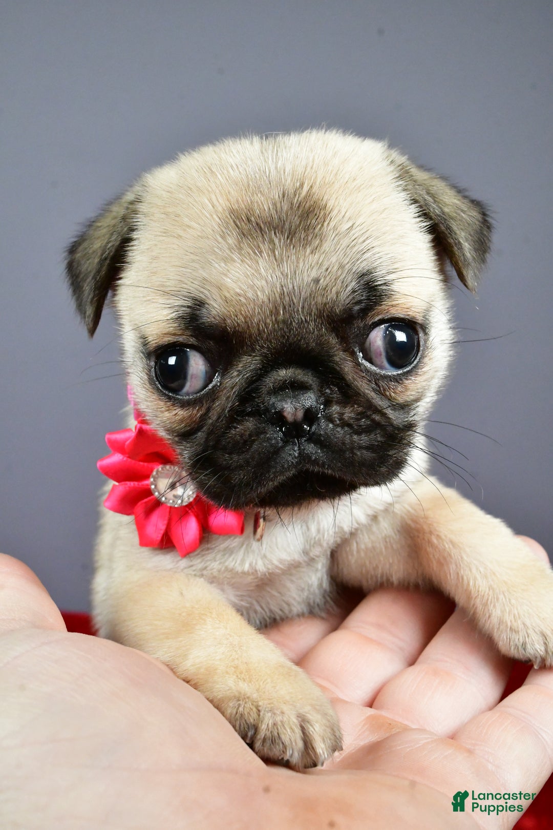 Pug dogs for sale: Tessa - Ad 4