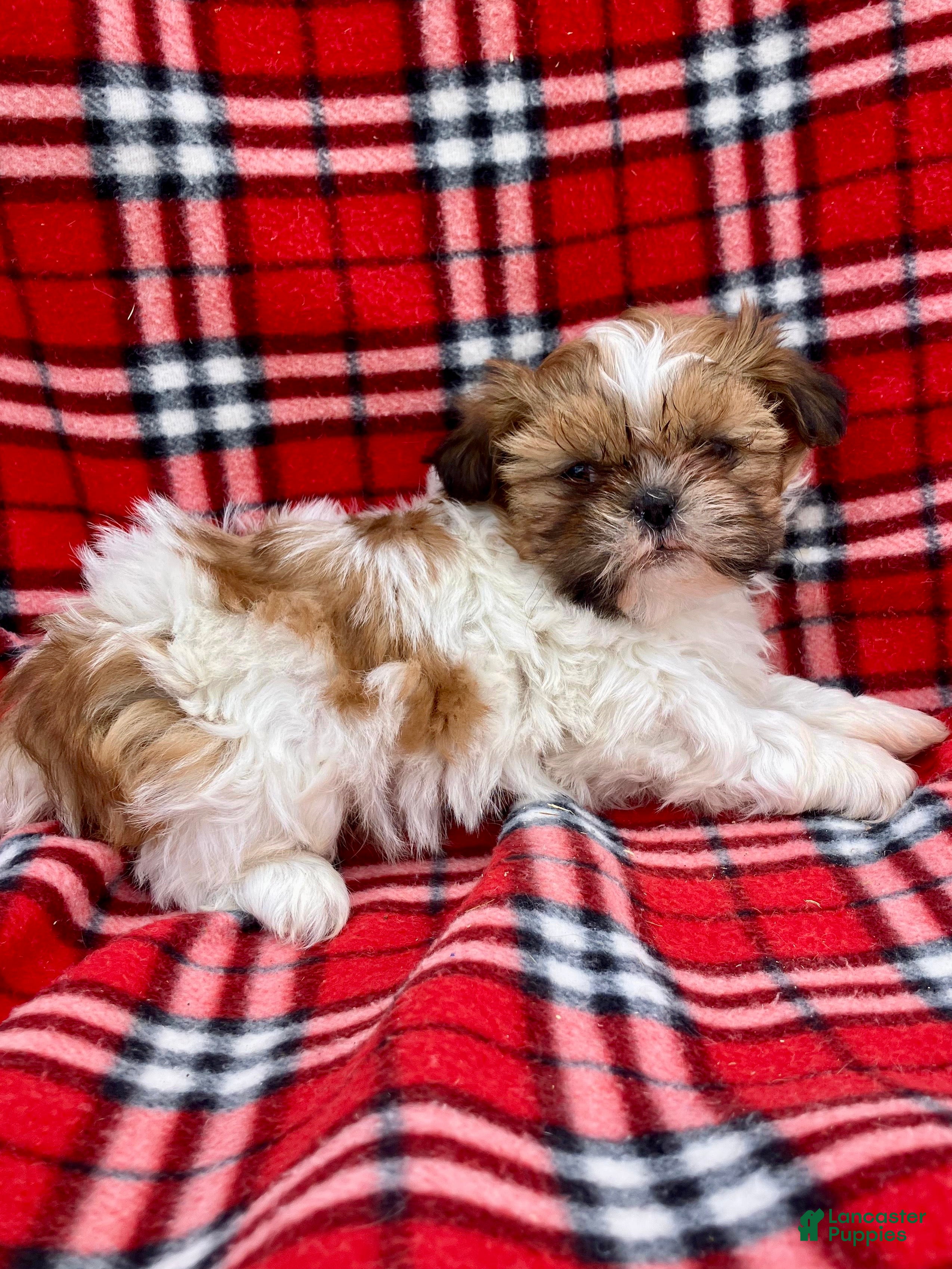 Shih Tzu dogs Finn - Ad 2