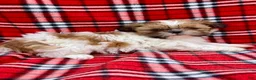 Shih Tzu dogs for sale: Finn - Ad 2
