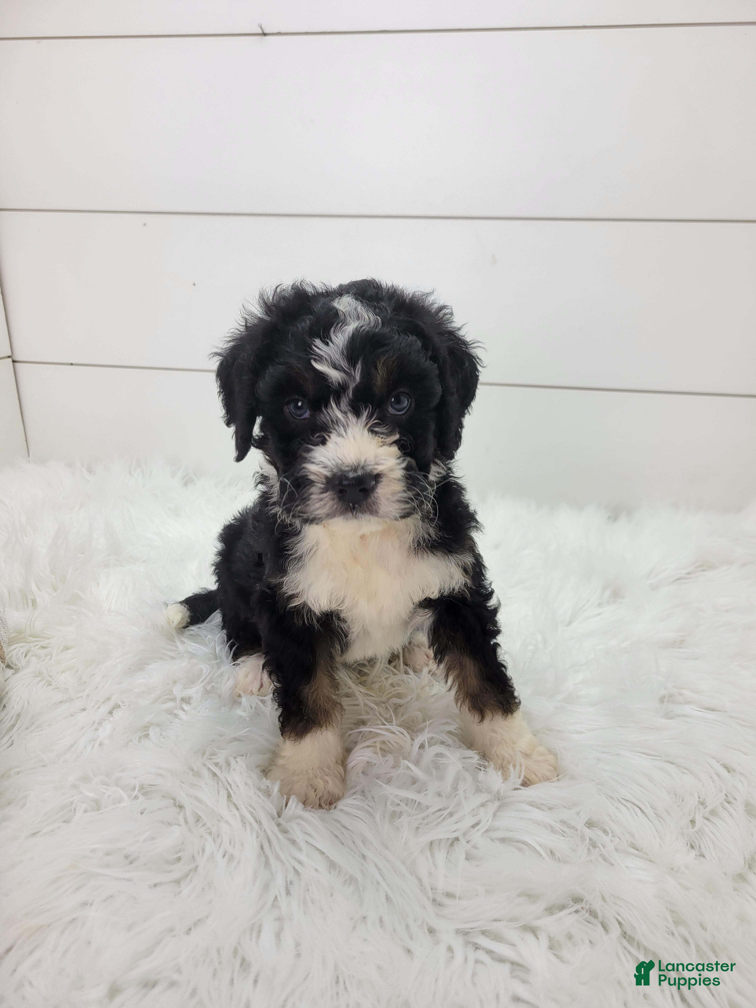 Bernedoodle dogs Bernedoodle Puppy 1 - Ad 30