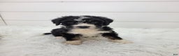 Bernedoodle dogs for sale: Bernedoodle Puppy 1 - Ad 1