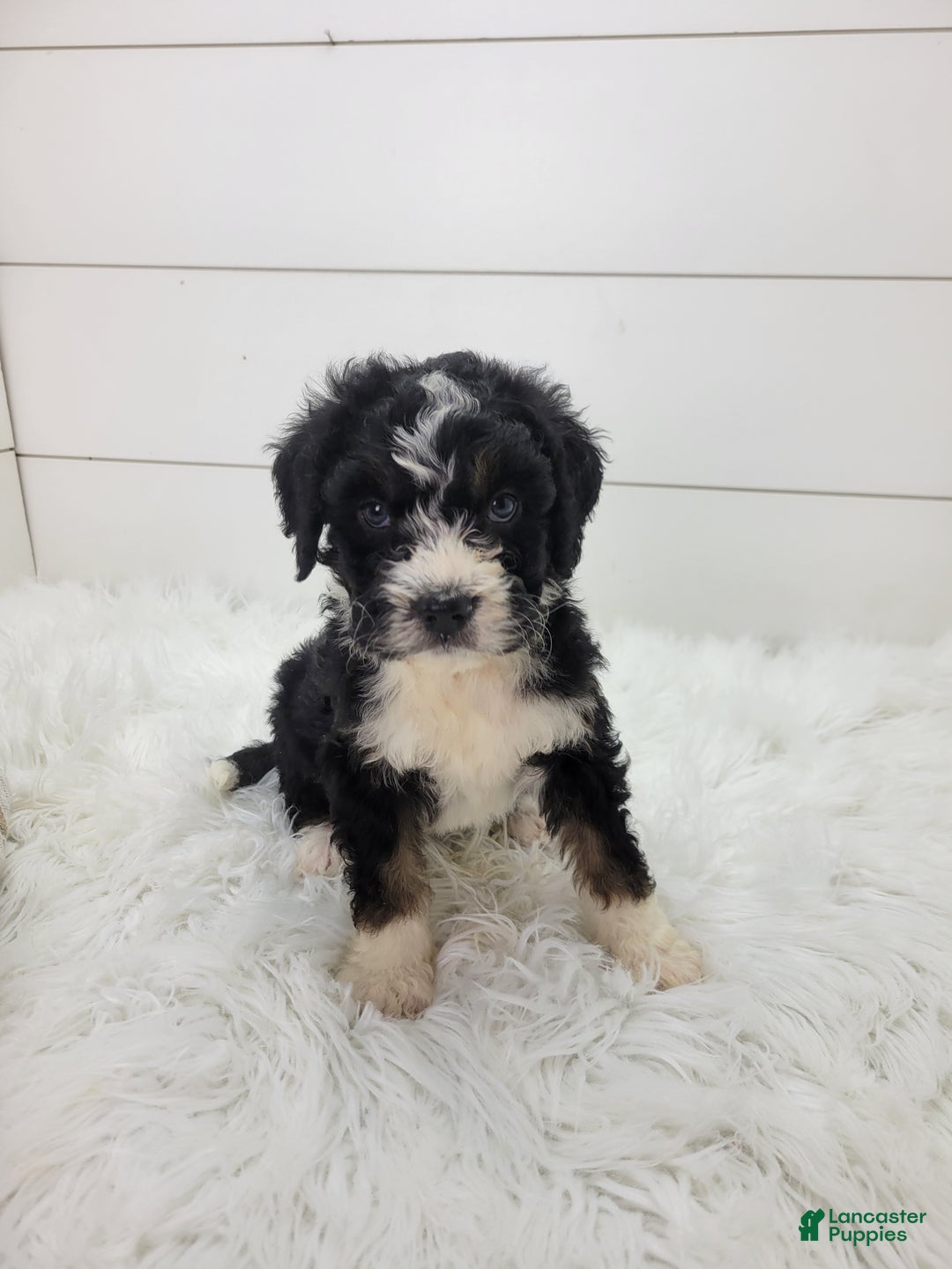 Bernedoodle dogs for sale: Bernedoodle Puppy 1 - Ad 1
