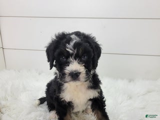 Bernedoodle dogs Bernedoodle Puppy 1 - Ad 30