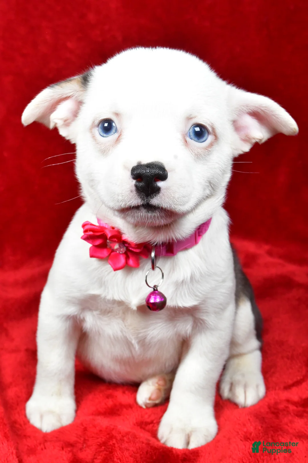 Mixed Breed dogs for sale: Lady - Ad 1