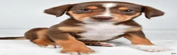 Mixed Breed dogs for sale: Reece - Ad 2