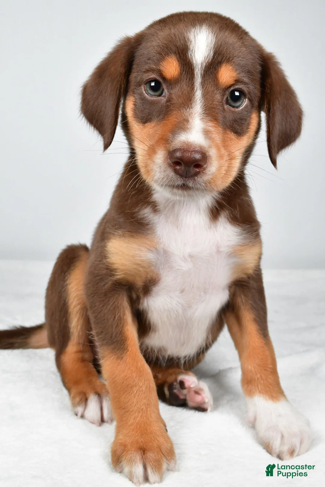 Mixed Breed dogs for sale: Reece - Ad 2