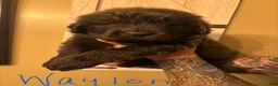 Newfoundland dogs for sale: Newfoundland Puppy 2 - Ad 1