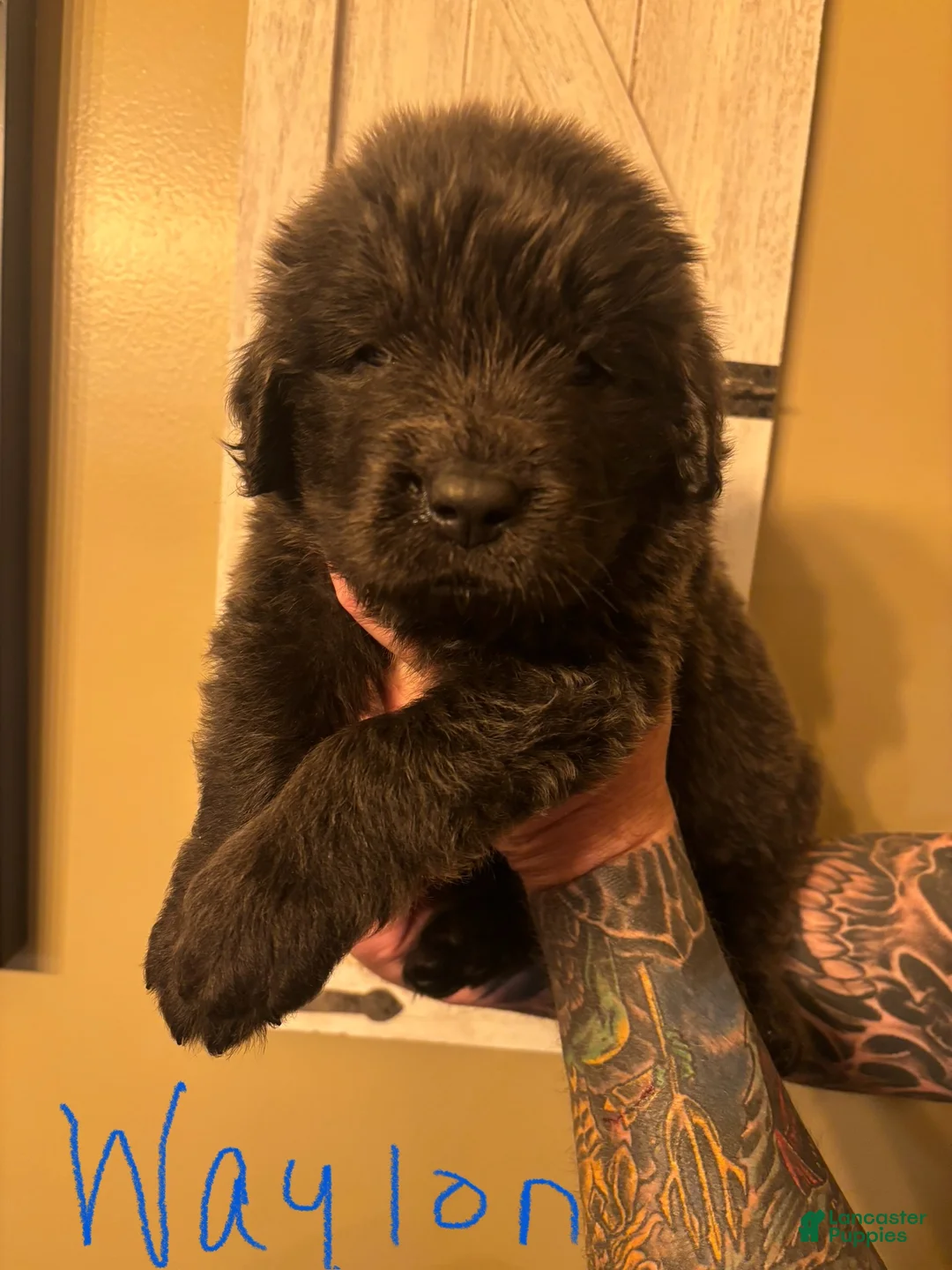 Newfoundland dogs for sale: Newfoundland Puppy 2 - Ad 1