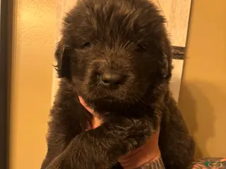 Newfoundland dogs Newfoundland Puppy 2 - Ad 25