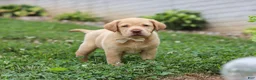 Labrador Retriever dogs for sale: Flora - Ad 2