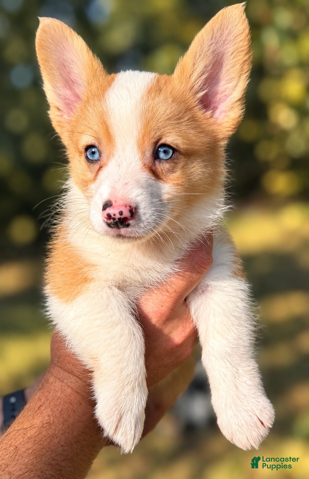 Mixed Breed dogs for sale: Maple 🍁  - Ad 4