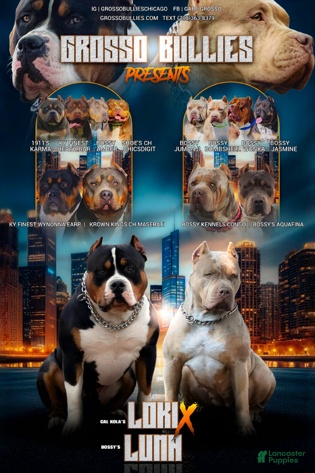 American Bully dogs for sale: Blue Moon - Ad 16