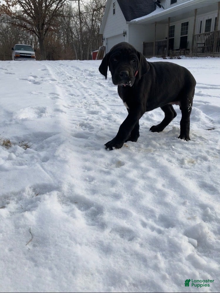 Great Dane dogs Lily - Ad 34