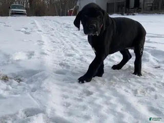 Great Dane dogs Lily - Ad 34