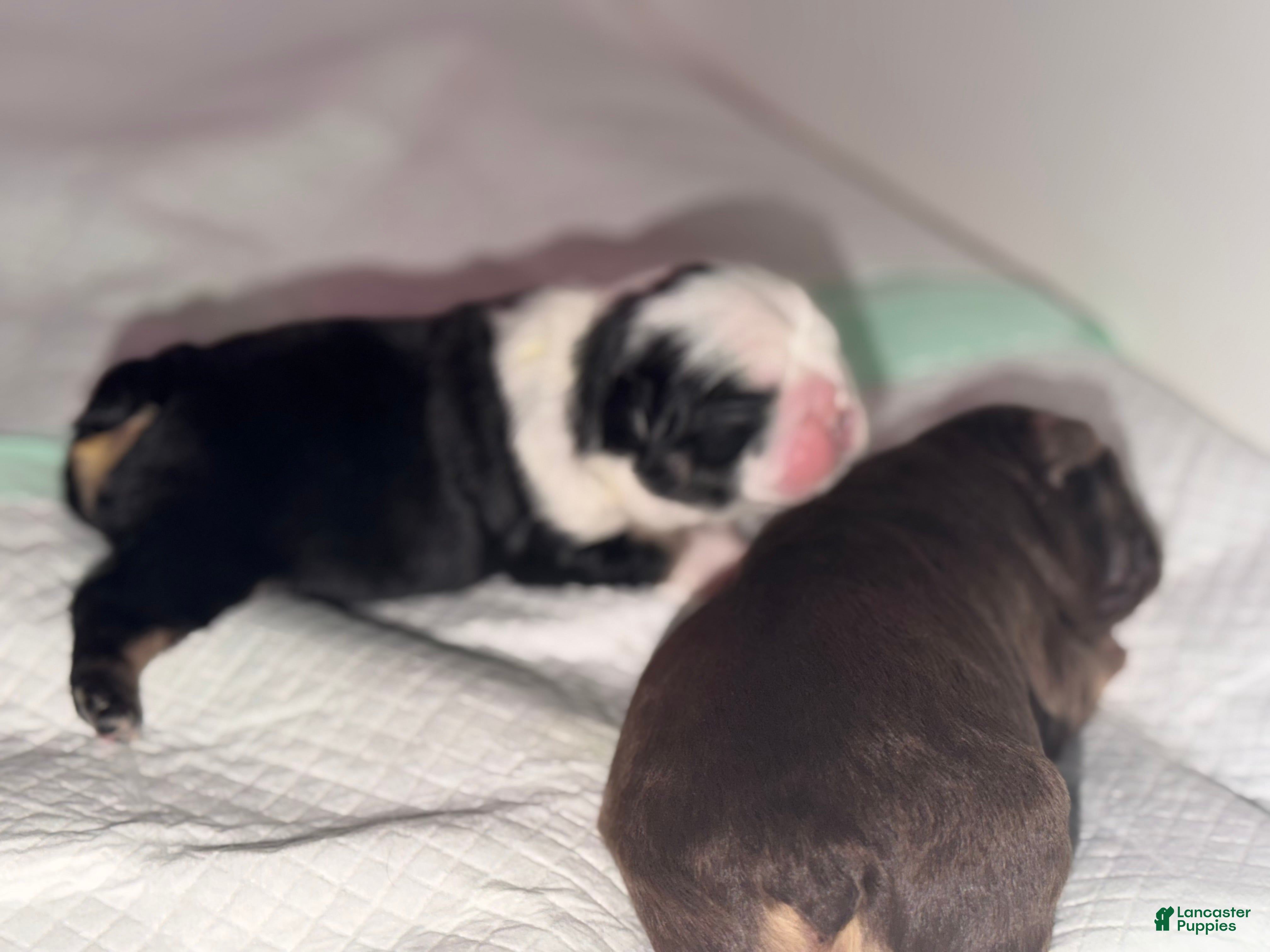 French Bulldog dogs Diamond  - Ad 1