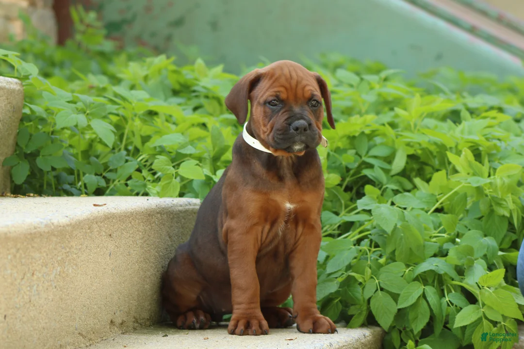 Mixed Breed dogs for sale: Nyla - Ad 1