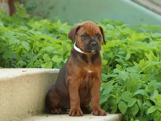 Mixed Breed dogs for sale: Nyla - Ad 2