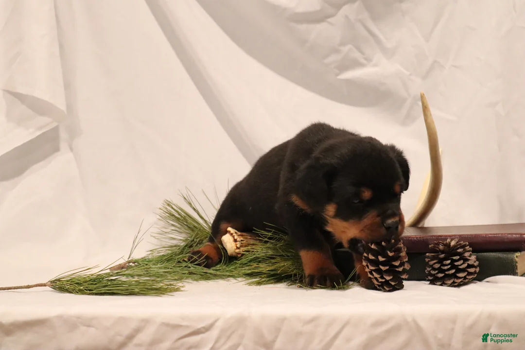 Rottweiler dogs for sale: Alfonzo - Ad 3