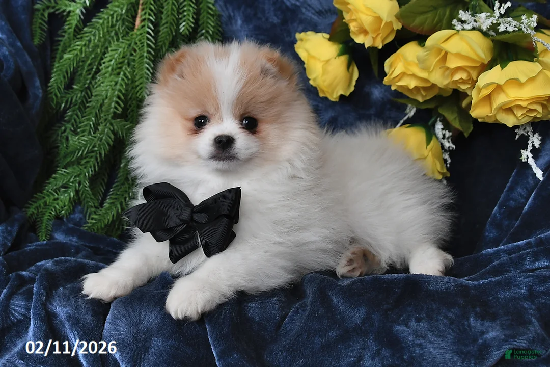 Pomeranian dogs for sale: Carson - Ad 2