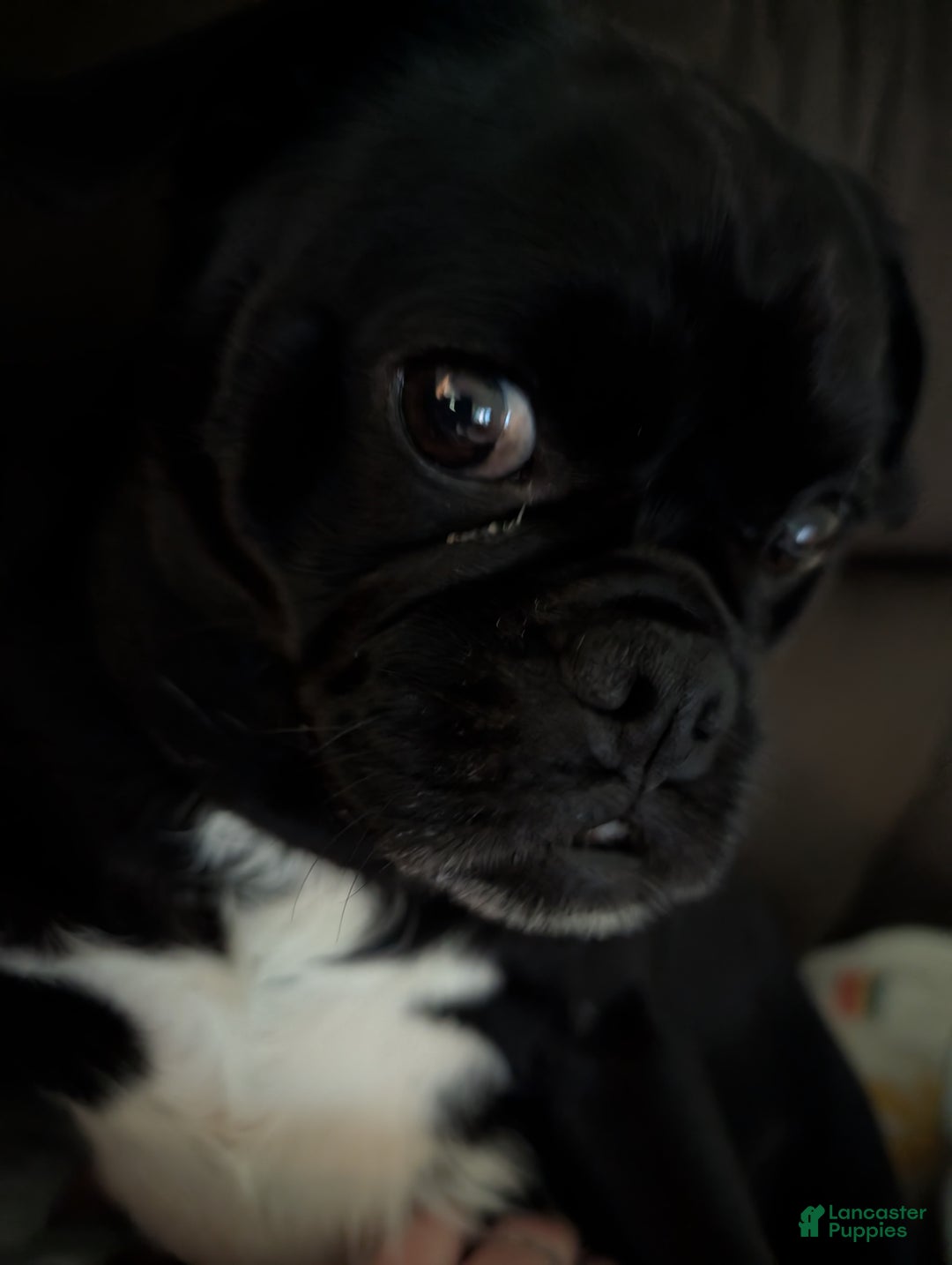 Puggle dogs for sale: Puggle Puppy 2 - Ad 7