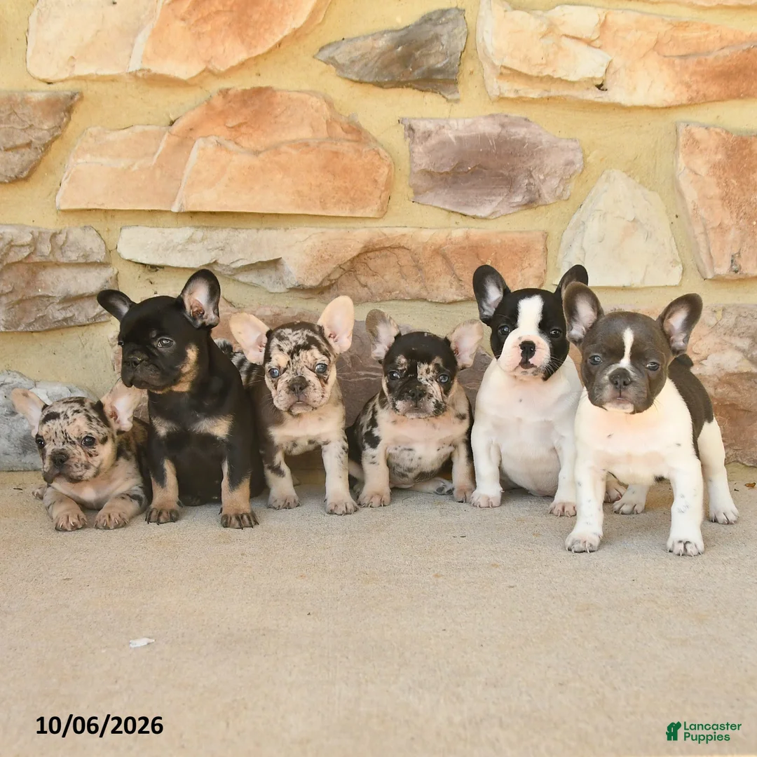 French Bulldog dogs for sale: Miley - Ad 3