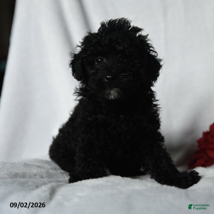 Toy Poodle dogs Haley - Ad 2