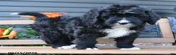 Bernedoodle dogs for sale: Nick  - Ad 2