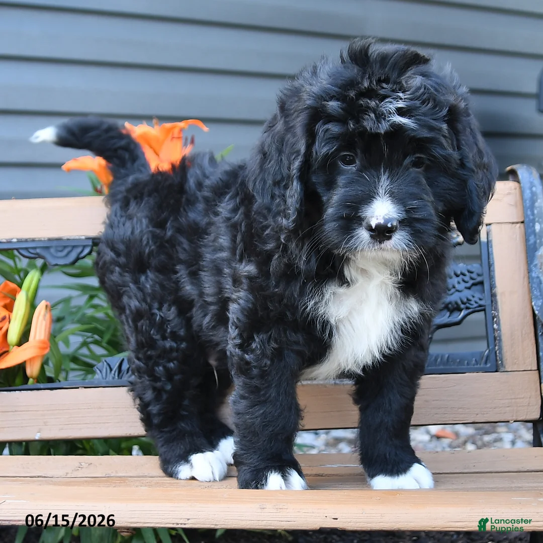 Bernedoodle dogs for sale: Nick  - Ad 2