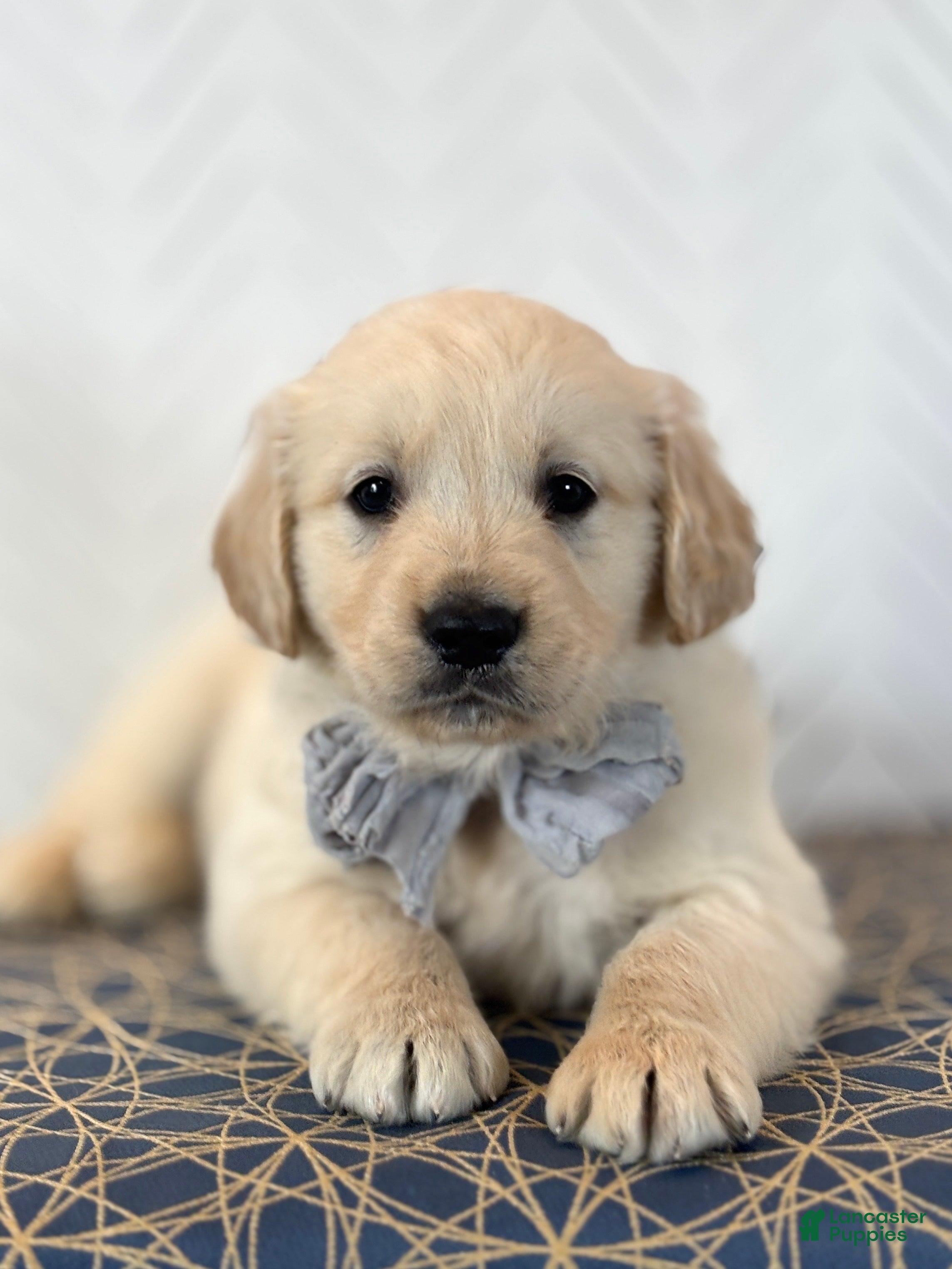 Golden Retriever dogs Kase Golden Retriever Puppy  - Ad 1