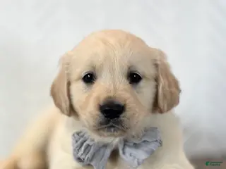 Golden Retriever dogs for sale: Kase Golden Retriever Puppy - Ad 4