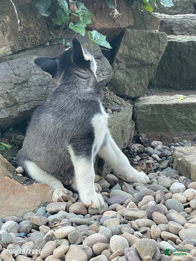 Pitsky dogs Charlie - Ad 2