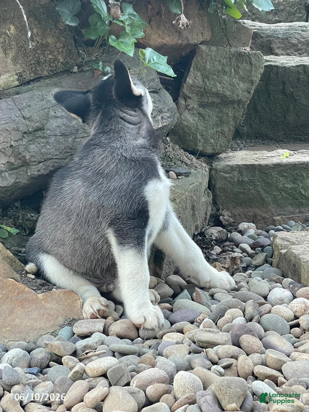 Pitsky dogs for sale: Charlie - Ad 2