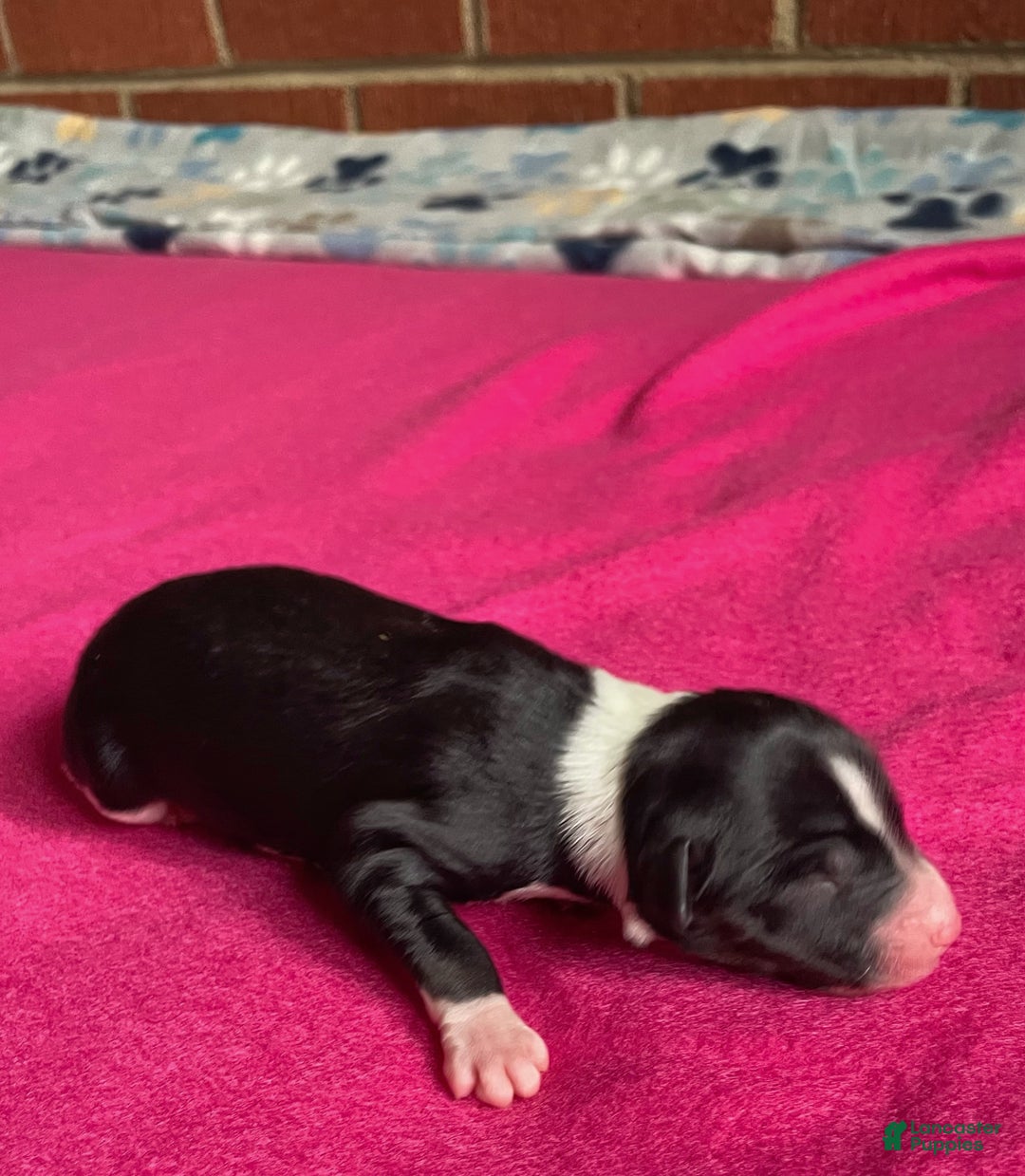 Mixed Breed dogs for sale: B&W - Ad 1