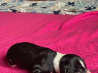 Mixed Breed dogs B&W - Ad 11