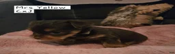 Yorkshire Terrier dogs for sale: Yorkshire Terrier Puppy 1-Mr Green - Ad 7