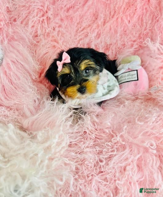 Yorkshire Terrier dogs Teacup Yorkshire Terrier 1 - Ad 17
