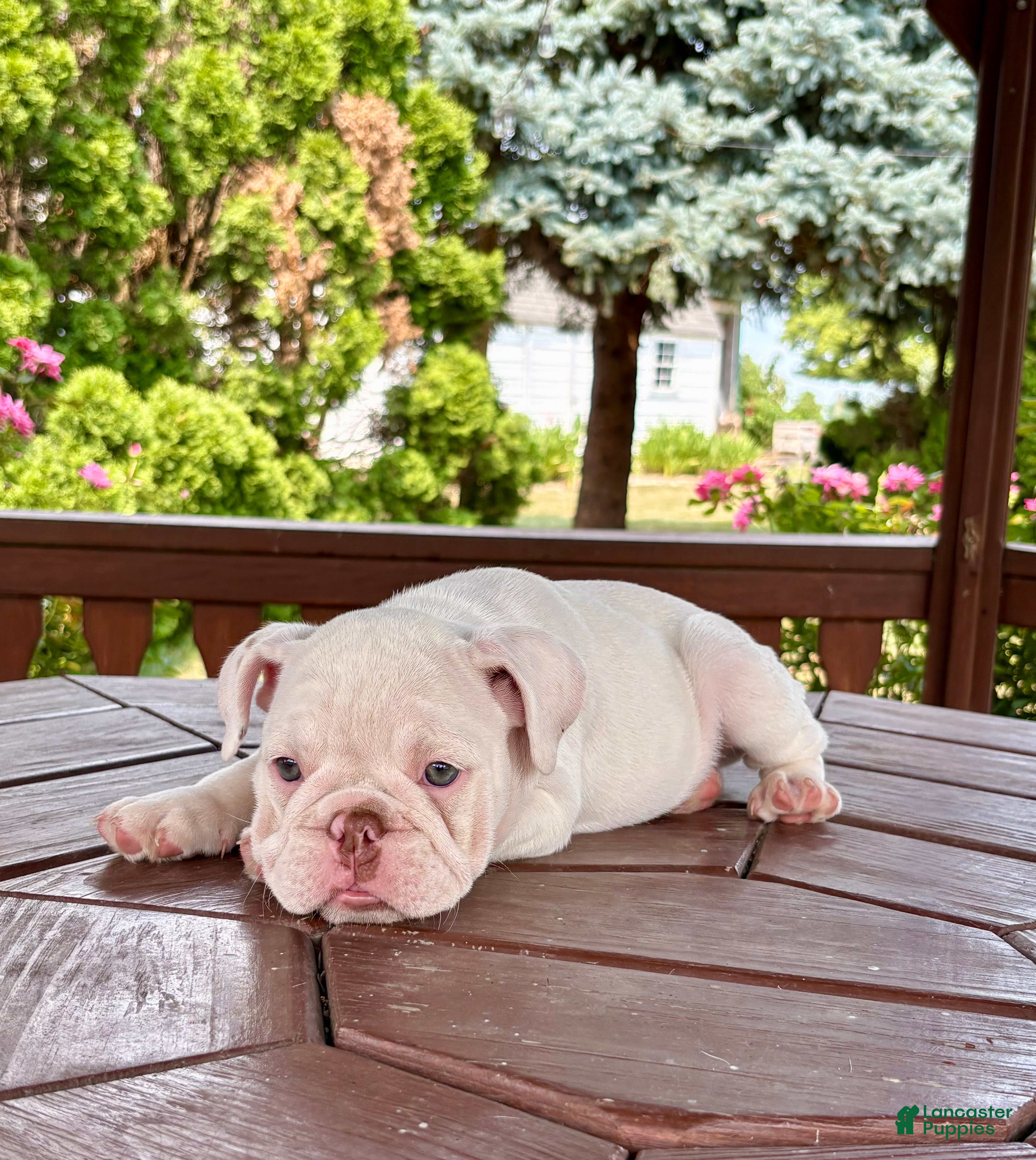 English Bulldog dogs Olaf - Ad 2