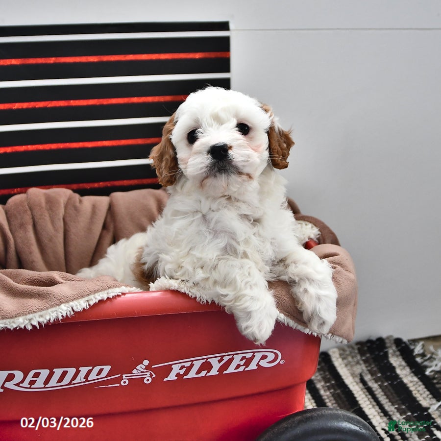 Cavapoo dogs Stacy - Ad 2