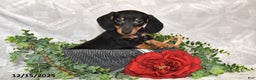 Dachshund dogs for sale: Denver - Ad 2