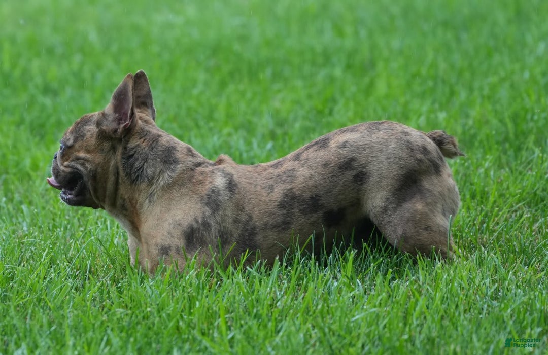 French Bulldog dogs for sale: Jackie - Ad 7