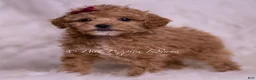 Maltipoo dogs for sale: Kay - Ad 4