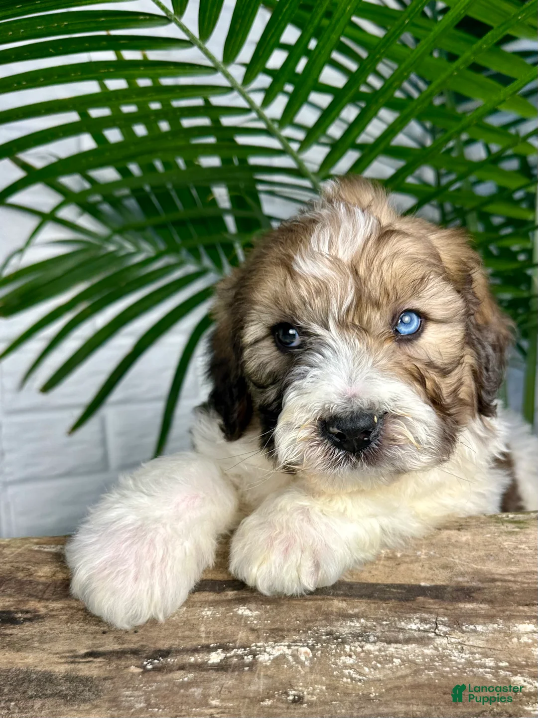 Saint Berdoodles dogs for sale: Dax - Ad 3