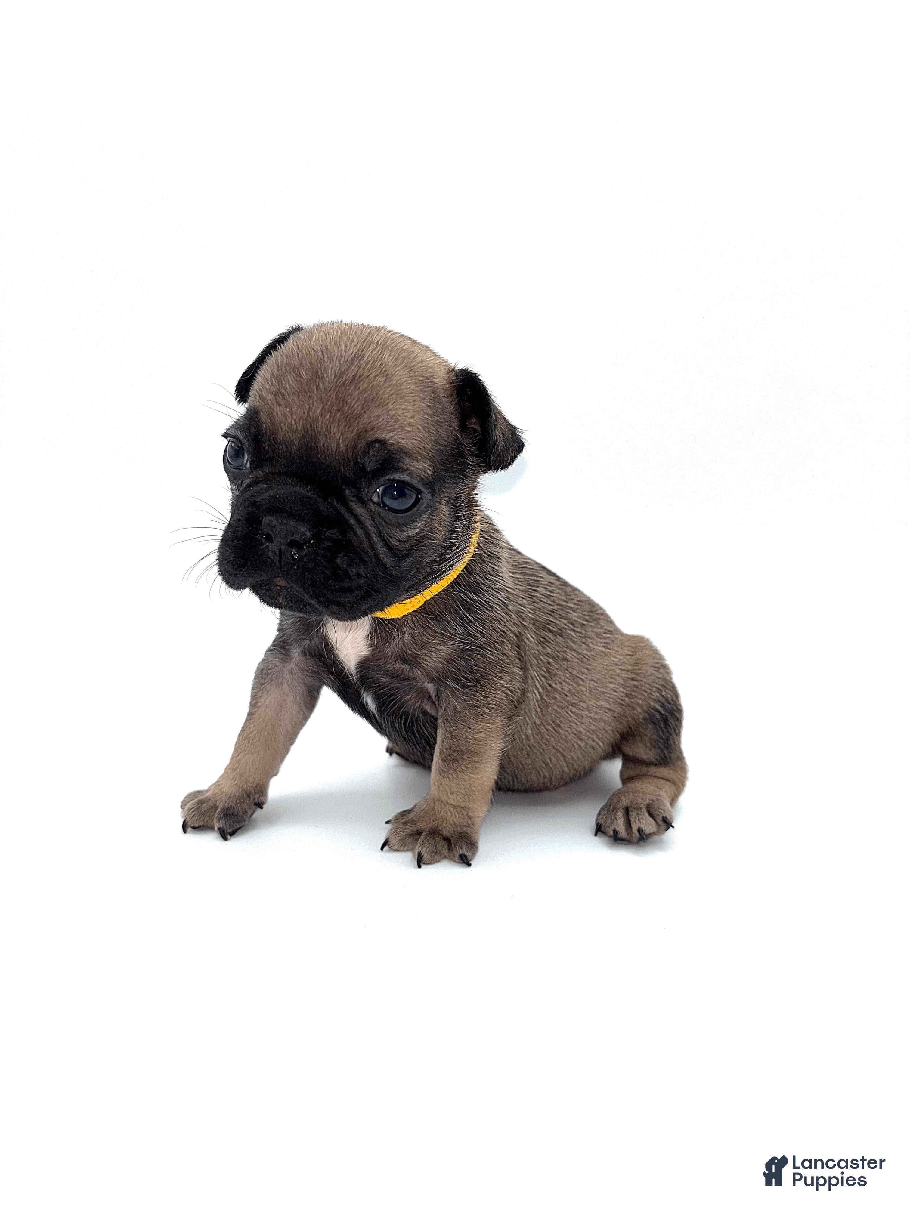 French Bulldog dogs French Bulldog Puppy 1 - Ad 12