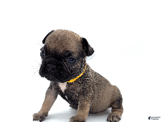 French Bulldog dogs French Bulldog Puppy 1 - Ad 30