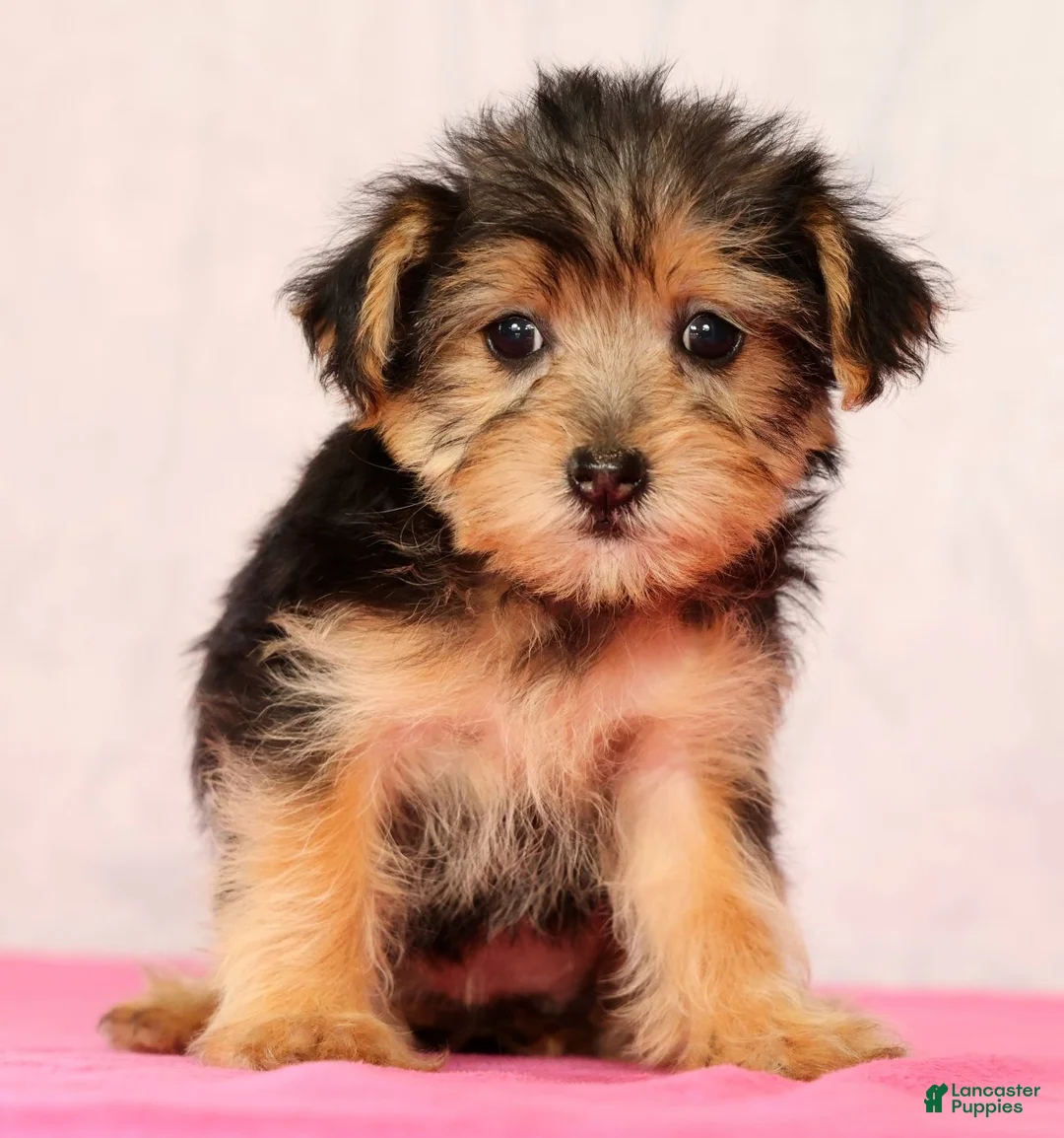 Yorkiepoo dogs for sale: Molly - Ad 1